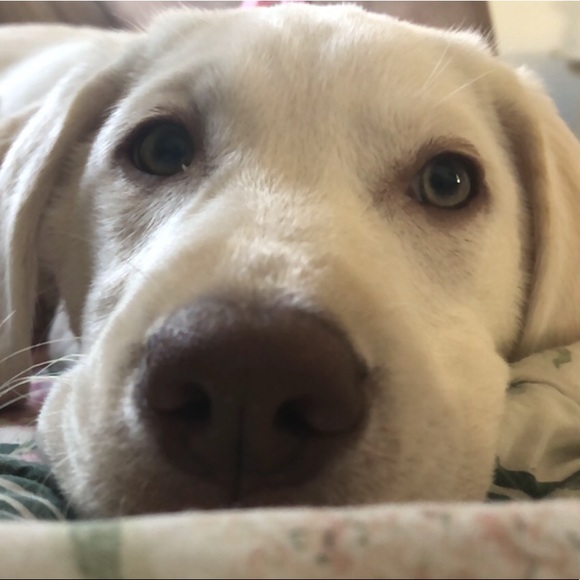 Meet your Posher, Riley - Picture 8 of 8